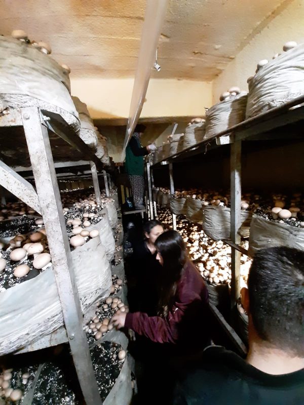 antalya-korkuteli-deki-mantar-ureticilerine-gezi5d0a3d07ac088.jpeg